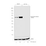 Human Serum Albumin Antibody in Western Blot (WB)