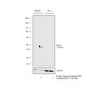 Apolipoprotein H Antibody in Western Blot (WB)