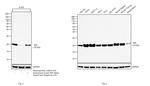 BID Antibody in Western Blot (WB)