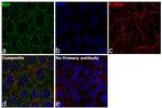 BID Antibody in Immunocytochemistry (ICC/IF)