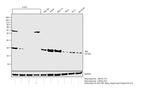 BID Antibody in Western Blot (WB)