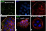 CDH17 Antibody