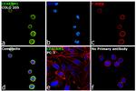 CEACAM1 Antibody