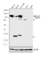 CEACAM1 Antibody in Western Blot (WB)