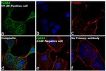 EphB4 Antibody in Immunocytochemistry (ICC/IF)