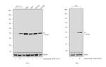 Fumarase Antibody