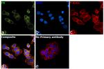 Fumarase Antibody in Immunocytochemistry (ICC/IF)