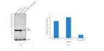 HSP27 Antibody