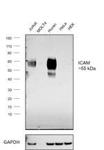 ICAM-2 Antibody