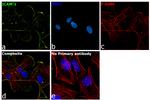 ICAM-2 Antibody in Immunocytochemistry (ICC/IF)