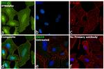 ISG15 Antibody in Immunocytochemistry (ICC/IF)