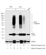 ISG15 Antibody in Western Blot (WB)