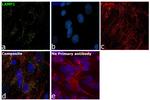 LAMP1 Antibody in Immunocytochemistry (ICC/IF)