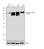 LAMP1 Antibody in Western Blot (WB)