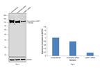 LAMP1 Antibody in Western Blot (WB)