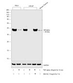 IkB alpha Antibody