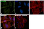 IkB alpha Antibody in Immunocytochemistry (ICC/IF)