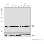 DJ-1 Antibody