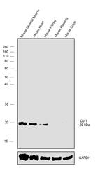 DJ-1 Antibody in Western Blot (WB)