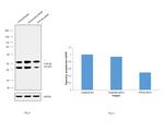 PTP1B Antibody in Western Blot (WB)