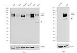 CD98 Antibody in Western Blot (WB)