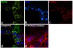 TROP2 Antibody in Immunocytochemistry (ICC/IF)