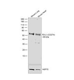 PD-L1 Antibody in Western Blot (WB)