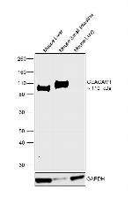 CEACAM1 Antibody in Western Blot (WB)