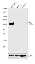 CD64 Antibody in Western Blot (WB)