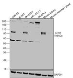 c-Kit Antibody in Western Blot (WB)