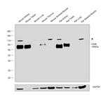 CD98 Antibody