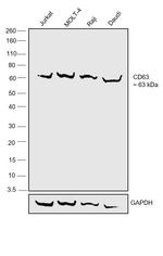 CD63 Antibody in Western Blot (WB)