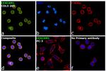 CEACAM1 Antibody