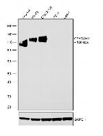 CEACAM1 Antibody in Western Blot (WB)