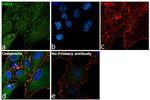 ENO1 Antibody in Immunocytochemistry (ICC/IF)