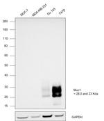 MUC1 Antibody in Western Blot (WB)