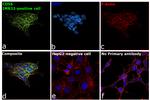 CD56 Antibody in Immunocytochemistry (ICC/IF)