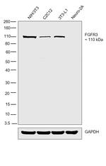 FGFR3 Antibody in Western Blot (WB)