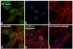 E-selectin Antibody in Immunocytochemistry (ICC/IF)