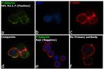 P-Selectin Antibody in Immunocytochemistry (ICC/IF)