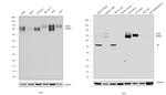 CD98 Antibody