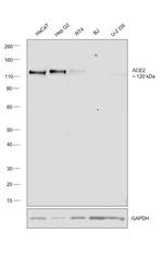 ACE2 Antibody