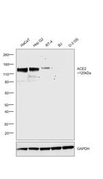 ACE2 Antibody in Western Blot (WB)