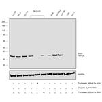 SOX2 Antibody in Western Blot (WB)