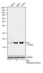 p21 Antibody in Western Blot (WB)