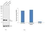 p21 Antibody in Western Blot (WB)