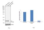 p21 Antibody in Western Blot (WB)