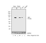 MX1 Antibody