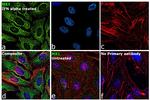 MX1 Antibody