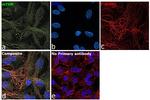 mTOR Antibody in Immunocytochemistry (ICC/IF)